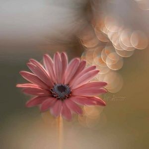 Meet your Posher, Reddie